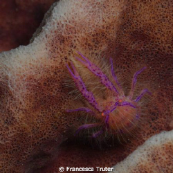 crabs. by Francesca Truter 